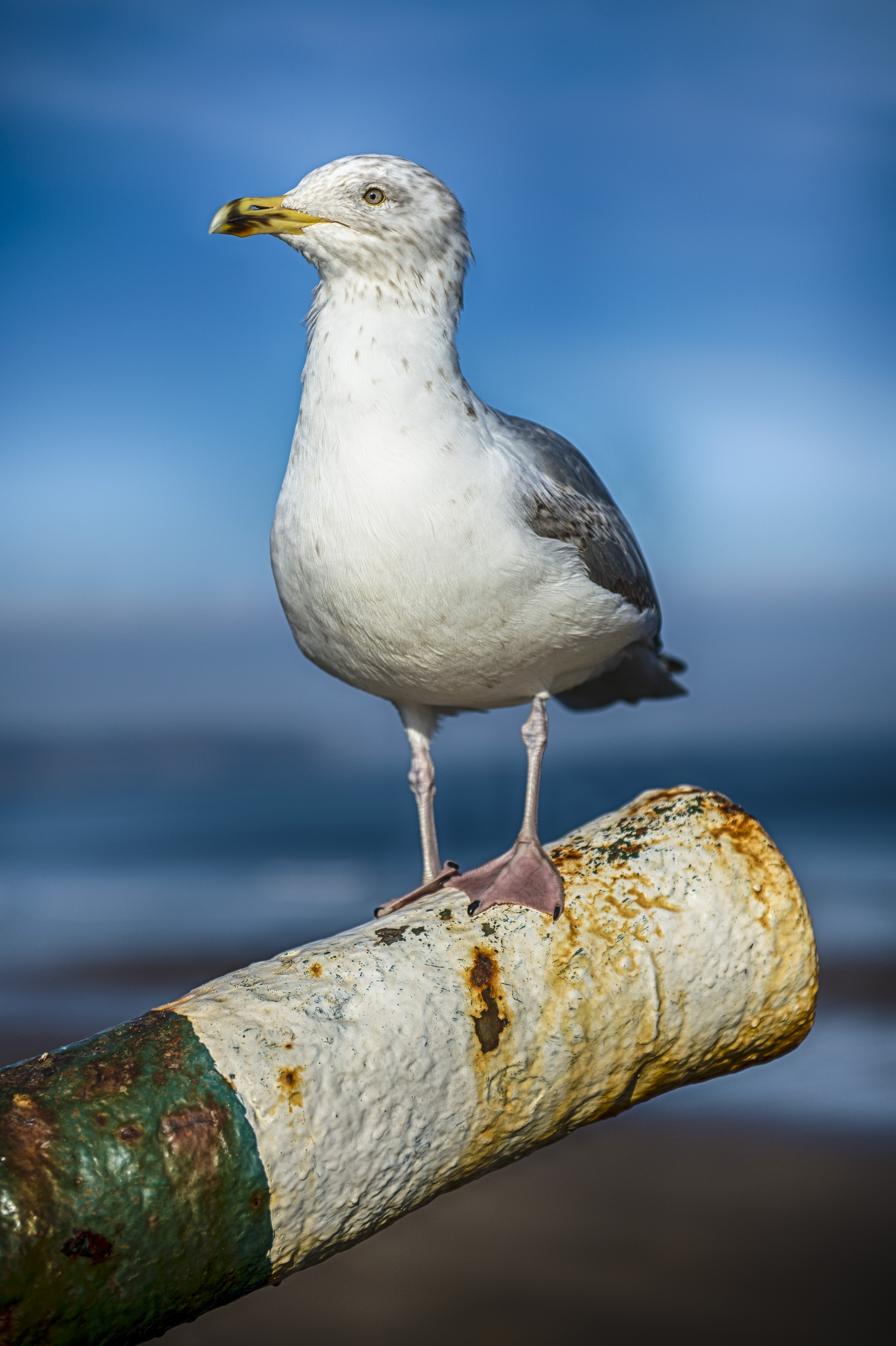 full-width-51